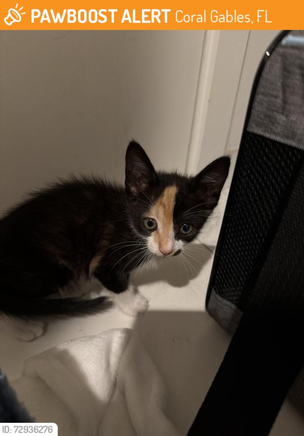 Found/Stray Female Cat last seen Merrick mall , Coral Gables, FL 33133
