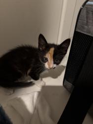 Found/Stray Female Cat last seen Merrick mall , Coral Gables, FL 33133