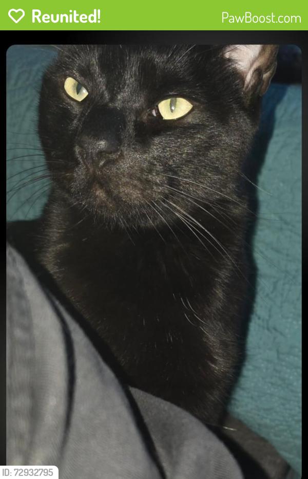 Reunited Male Cat last seen Prince George/Checkers Drive , San Jose, CA 95116