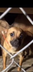 Reunited Female Dog last seen Vermont and S. Michigan Ave, Saginaw, MI 48602