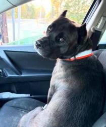 Lost Male Dog last seen Off of Walkway Dr where Dollar General Market is, Hot Springs, AR 71913
