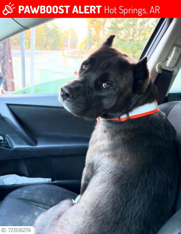 Lost Male Dog last seen Off of Walkway Dr where Dollar General Market is, Hot Springs, AR 71913