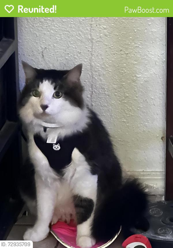 Reunited Male Cat last seen Near Multnomah Rd, Apple Valley, CA 92308, USA, Apple Valley, CA 92308
