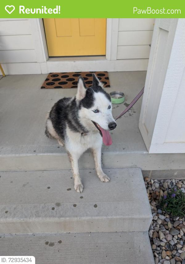 Reunited Female Dog last seen 20th Street , Indianapolis, IN 46202