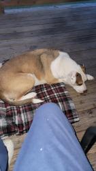 Reunited Male Dog last seen Sunset way and sunset ridge, College Station, TX 77845