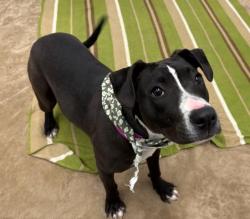 Shelter Stray Female Dog last seen Near BLOCK LAING ST, DETROIT, MI 48224, Detroit, MI 48211