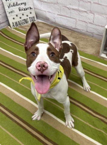 Shelter Stray Male Dog last seen Near BLOCK W 7 MILE RD, DETROIT, MI 48235, Detroit, MI 48211