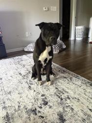 Shelter Stray Male Dog last seen CHARLOTTE, Charlotte, NC 28217