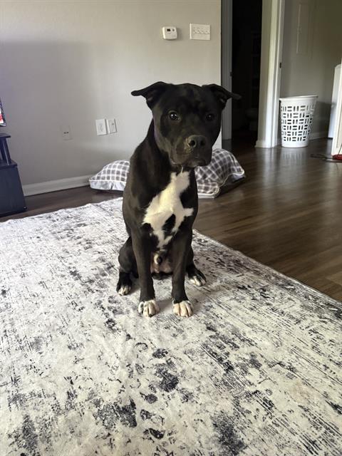 Shelter Stray Male Dog last seen CHARLOTTE, Charlotte, NC 28217