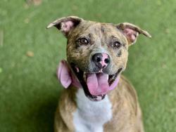 Shelter Stray Female Dog last seen CHARLOTTE, Charlotte, NC 28217