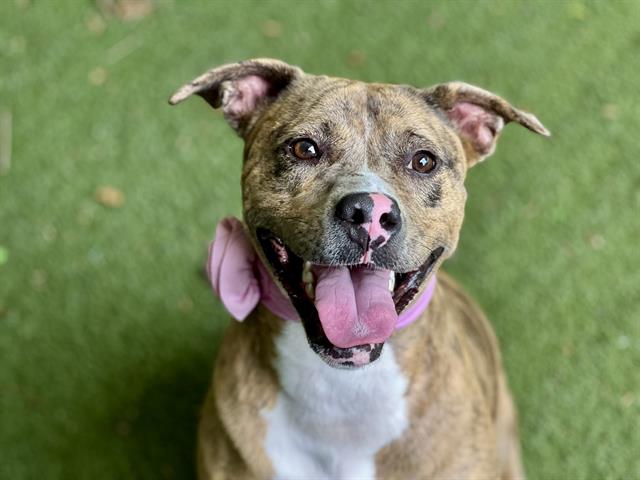 Shelter Stray Female Dog last seen CHARLOTTE, Charlotte, NC 28217