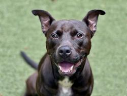 Shelter Stray Male Dog last seen MINT HILL, Charlotte, NC 28217