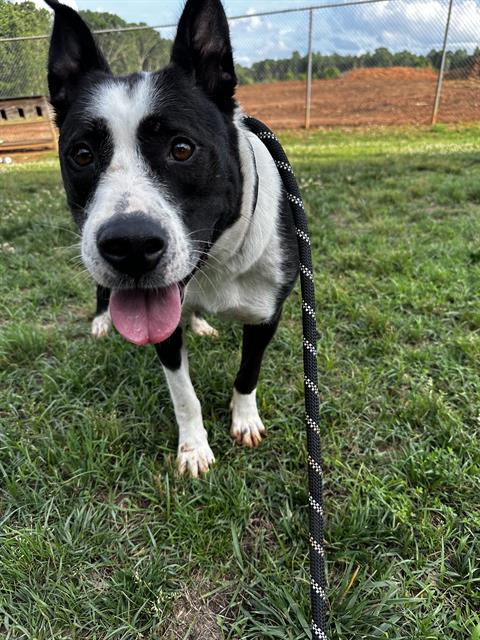 Shelter Stray Female Dog last seen CHARLOTTE, Charlotte, NC 28217