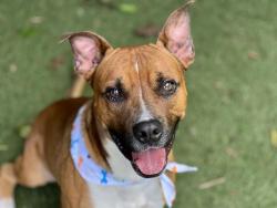 Shelter Stray Male Dog last seen CHARLOTTE, Charlotte, NC 28217