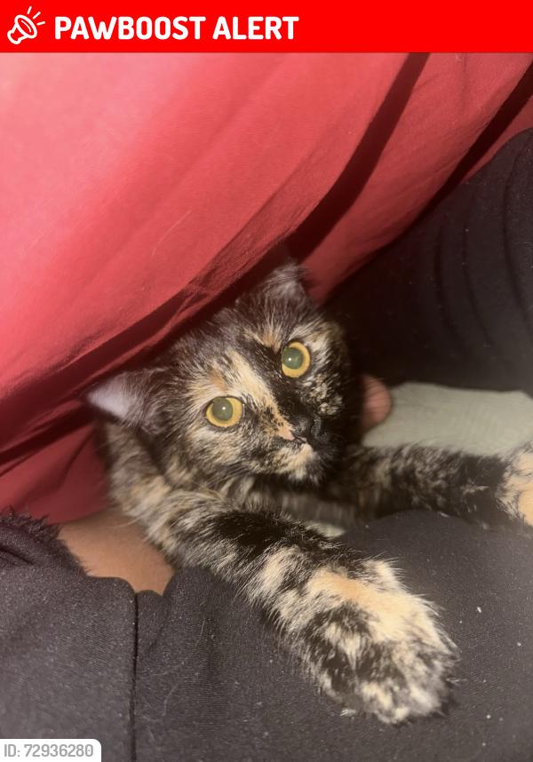 Lost Female Cat last seen ainslie wood road e4 9bx, Greater London, England E4