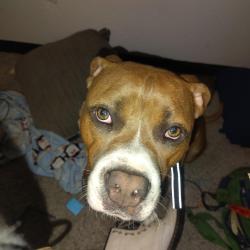 Reunited Male Dog last seen NW 101st and McKinley , Oklahoma City, OK 73114