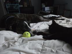 Reunited Female Cat last seen Route 600 east near the billboard , Casselman, ON K0A 1M0