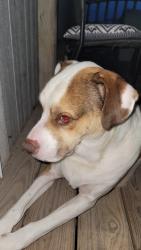 Found/Stray Male Dog last seen Sunset way and sunset ridge, College Station, TX 77845