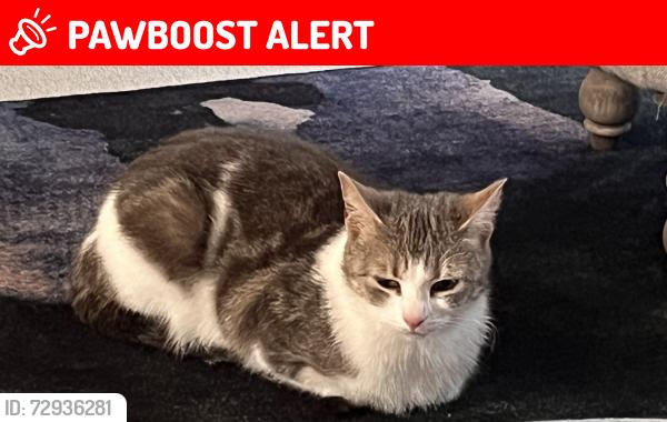 Lost Female Cat last seen Sheepwood Road, Henbury, Bristol City, England BS10