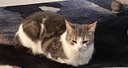 Lost Female Cat last seen Sheepwood Road, Henbury, Bristol City, England BS10