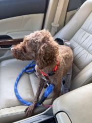Reunited Male Dog last seen Asbury Ridge and Chilmark, Columbus, OH 43230