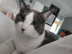 Lost Male Cat last seen Ebenezer rd. Fayetteville Ga, Fayette County, GA 30215