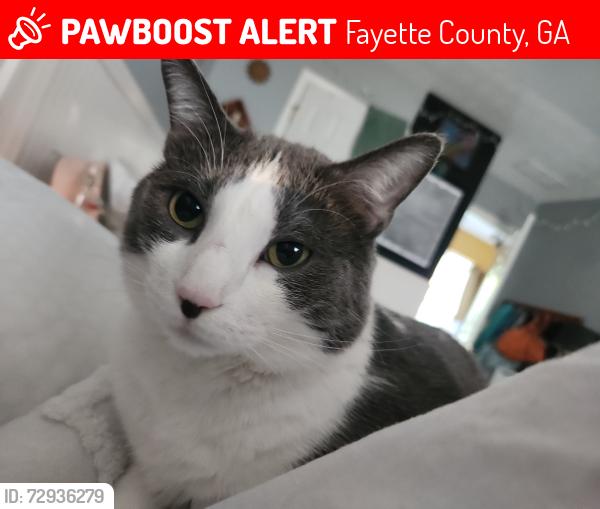 Lost Male Cat last seen Ebenezer rd. Fayetteville Ga, Fayette County, GA 30215