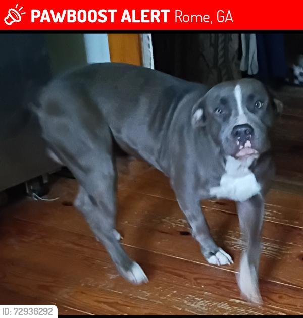 Lost Female Dog last seen Virginia circle and Pennington, Rome, GA 30161