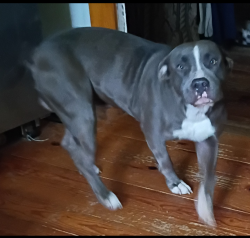 Lost Female Dog last seen Virginia circle and Pennington, Rome, GA 30161