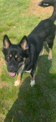 Reunited Male Dog last seen Meadowsong circle and Wheatfield Dr , Lawrenceville, GA 30043