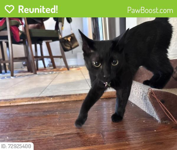 Reunited Female Cat last seen South Taylor and Superior Park Dr, Cleveland Heights, OH 44118