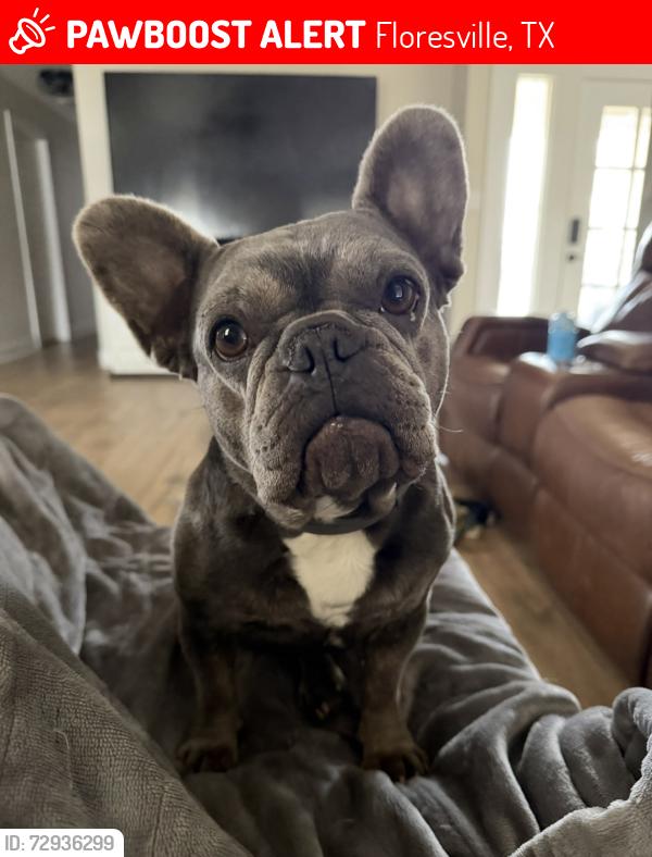 Lost Female Dog last seen FM-1303 and Broken Arrow , Floresville, TX 78114