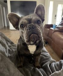 Lost Female Dog last seen FM-1303 and Broken Arrow , Floresville, TX 78114