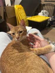 Found/Stray Male Cat last seen Family dollar on Telephone Rd and Fuqua St (77075), Houston, TX 77075
