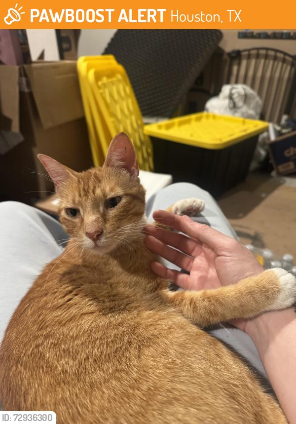 Found/Stray Male Cat last seen Family dollar on Telephone Rd and Fuqua St (77075), Houston, TX 77075