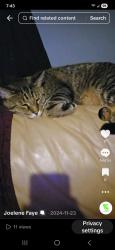 Lost Male Cat last seen Dumpling valley road, Kodak, TN 37764