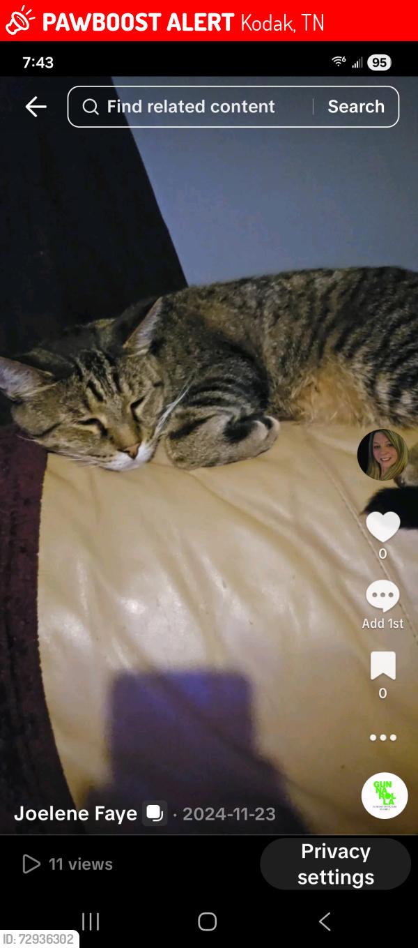 Lost Male Cat last seen Dumpling valley road, Kodak, TN 37764