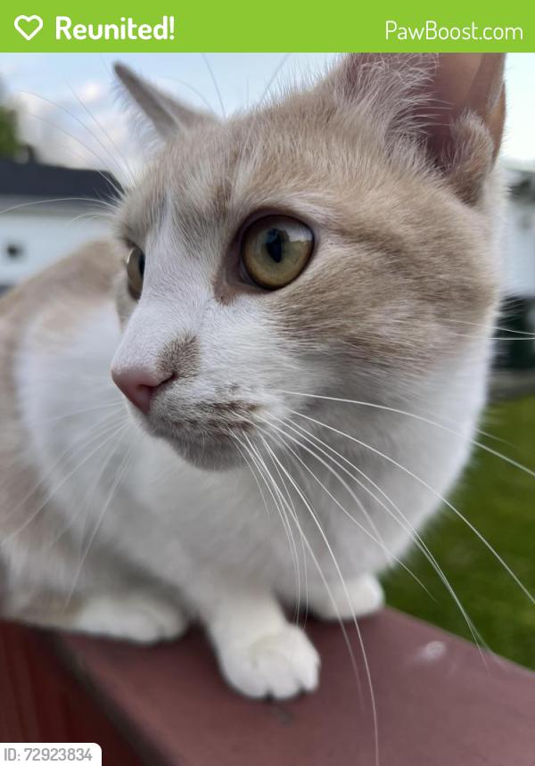 Reunited Male Cat last seen Seattle Street Cuyahoga Falls Ohio 44221, Cuyahoga Falls, OH 44221