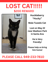 Lost Male Cat last seen E Berkeley street, Santa Ana, CA 92707