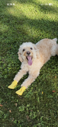 Lost Male Dog last seen 65th crescent , Queens, NY 11365