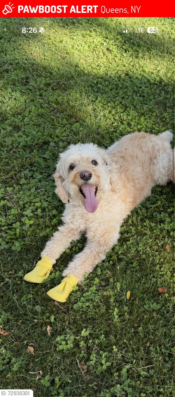 Lost Male Dog last seen 65th crescent , Queens, NY 11365