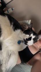 Reunited Female Cat last seen Elements 1 at McConachie Blvd , Edmonton, AB T5Y 0W9