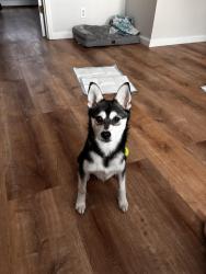 Reunited Female Dog last seen 23rd street and Hoyt , Queens, NY 11102