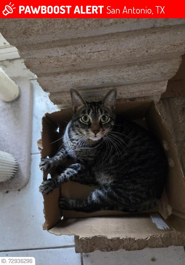 Lost Female Cat last seen Montgomery rd elementary schoolMar, San Antonio, TX 78239