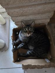 Lost Female Cat last seen Montgomery rd elementary schoolMar, San Antonio, TX 78239