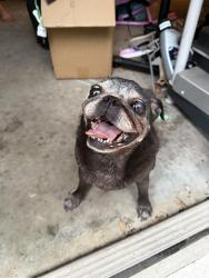 Found/Stray Female Dog last seen Paso Fino Way , Dade City, FL 33523