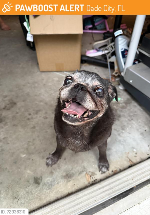 Found/Stray Female Dog last seen Paso Fino Way , Dade City, FL 33523