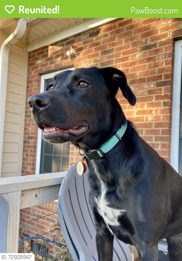 Reunited Female Dog last seen Lightwood Knot Rd/Grandview subdivision , Woodruff, SC 29388