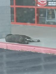 Found/Stray Unknown Dog last seen Island road shopping center, Theodore, AL 36582