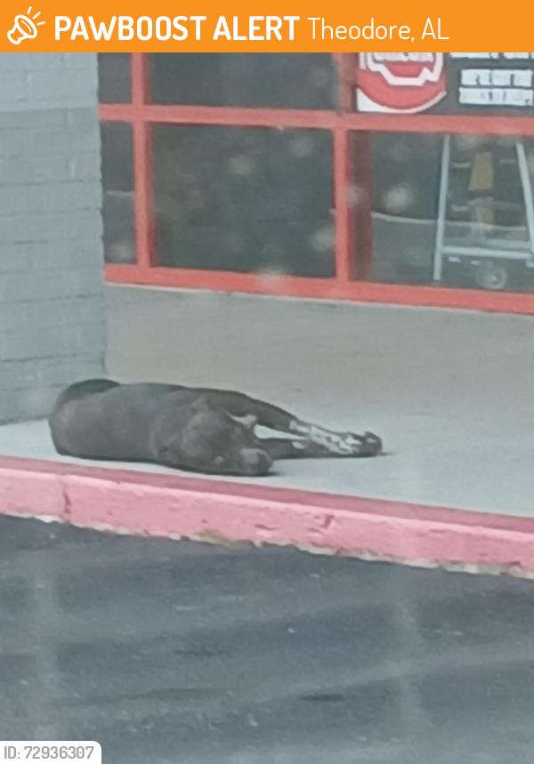 Found/Stray Unknown Dog last seen Island road shopping center, Theodore, AL 36582